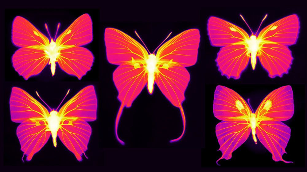 butterflies-infrared-imaging-of-butterflies-in-the-family-lycaenidae-1